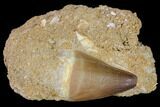 Mosasaur (Prognathodon) Tooth In Rock #85634-1